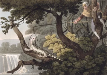 Mexicansk Lizard Catcher, graveret af Matthew Dubourg (fl.1785-1820), udgivet af Edward Orme, 1813