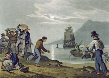 Skildpaddefangst på land, graveret af Matthew Dubourg (fl.1785-1820), udgivet af Edward Orme, 1813