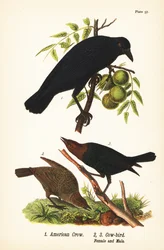 Amerikansk krage, Corvus brachyrhynchos 1, og brunhovedet kofugl, Molothrus ater, hun 2 og han 3