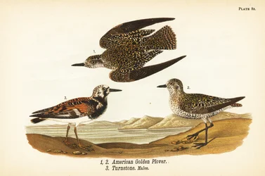 Amerikansk guldhøne, Pluvialis dominica 1,2, og rødmosset vendesten, Arenaria interpres vendesten 3