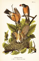Amerikansk robin, Turdus migratorius, han 1, hun 2 og unger i rede
