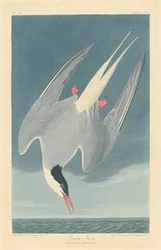 Arktisk tern