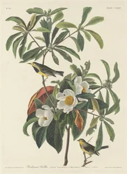 Bachmans sangsanger