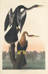 Sortbuget Darter
