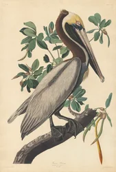 Brun pelikan