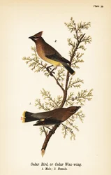 Cedervoksvinge, Bombycilla cedrorum Cederfugl eller cedervoksvinge, han 1, hun 2