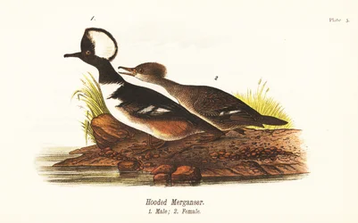 Hættebåde, Lophodytes cucullatus, han 1, hun 2