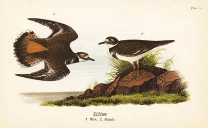 Killdeer, Charadrius vociferus, han 1, hun 2