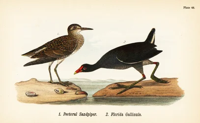 Pectoral sandpiper, Calidris melanotos 1, og almindelig gallinule, Gallinula galeata 2