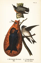 Rødbryst nøddek, Sitta canadensis, han 1, og lilla martin, Progne subis, han 2, og hun 3