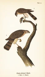 Skarphøg, Accipiter striatus, han med bytte 1, hun 2