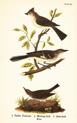 Tuetmejse, Baeolophus bicolor, nordlig spottfugl, Mimus polyglottos og ovnfugl, Seiurus aurocapilla