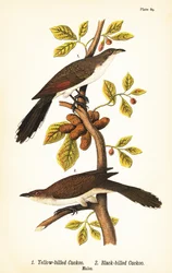 Gulnæbbet gøg, Coccyzus americanus 1, og sortnæbbet gøg, Coccyzus erythropthalmus 2, hanner