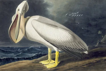 American White Pelican, Pelecanus Erythrorhynchos, fra "The Birds of America" af John J. Audubon, pub. 1827-38
