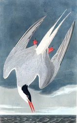 Arctic Tern, Sterna Paradisaea, fra "The Birds of America" af John J. Audubon, pub. 1827-38