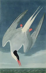 Arctic Tern, fra 