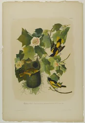 Baltimore Oriole, trykt af Julien Bien og udgivet af Roe Lockwood & Son, 1861 (kromolitografi)