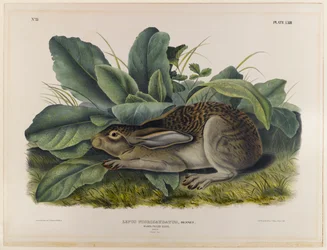 Sorthalet hare