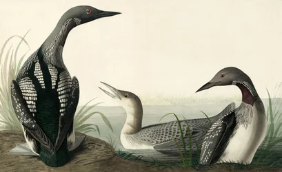 Black-throated Diver, Colymbus Arcticus, fra "The Birds of America" af John J. Audubon, pub. 1827-38