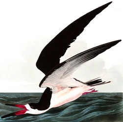 Sort saksnæb eller skråpe, Rhincops nigra, fra "The Birds of America" af John J. Audubon, udgivet 1827-38