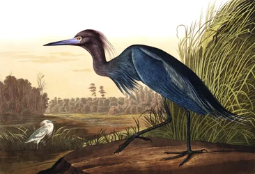 Blå trane eller hejre, Ardea coerulea, fra “The Birds of America” af John J. Audubon, udgivet 1827-38