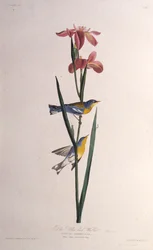 Blå Gulrygget Sanger. Fra The Birds of America, 1827-1838.