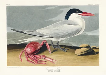 Cayenne-terne fra *Birds of America* (1827)