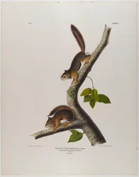 colombiansk egern