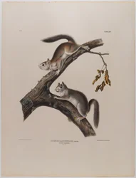 Dunet egern