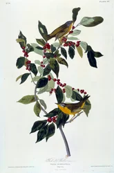 Blomster og fugle Silkemaleri af John James Audubon (1780-1851) (ec.am.) 1826-1830. Paris, B.N.