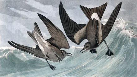 Fork Tailed Petrel, Thalassidroma Leachii, fra "The Birds of America" af John J. Audubon, pub. 1827-38