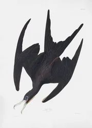 Fregatfuglen »Pelican« fra *Birds of America* (1827)