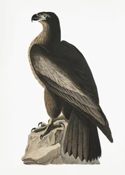Den store amerikanske havørn fra *Birds of America* (1827)