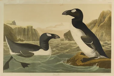 Great Auk, trykt af Julien Bien og udgivet af Roe Lockwood & Son, 1861 (kromolitografi)