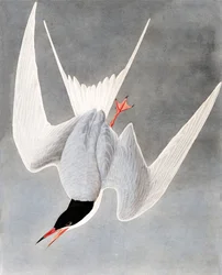 Great Tern, Sterna Hirundo, fra "The Birds of America" af John J. Audubon, pub. 1827-38