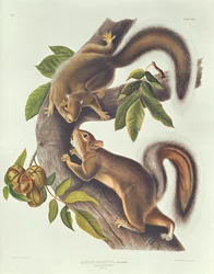 Hare-egern (Sciurus Leoporinus)