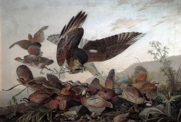 Høge angriber agerhøns, 1826