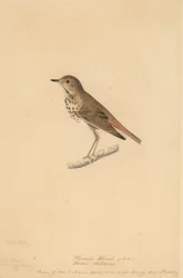 Eremitdrossel, 1820.