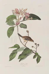 Illustration fra 