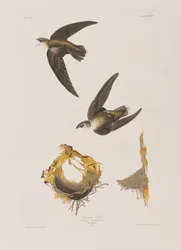 Illustration fra "Birds of America