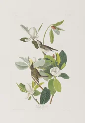 Illustration fra 