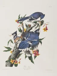 Illustration fra 