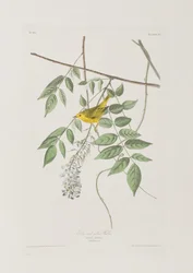 Illustration fra 