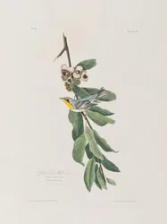 Illustration fra 
