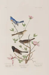 Illustration fra 
