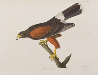 Illustration fra 