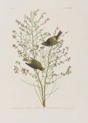 Illustration fra 