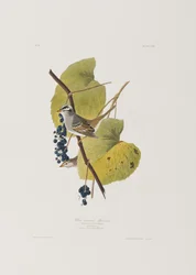 Illustration fra 