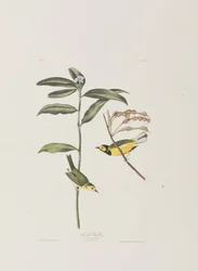 Illustration fra 