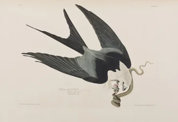 Illustration fra 